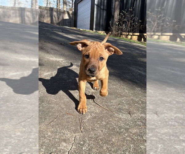 Medium Photo #2 Redbone Coonhound-Unknown Mix Puppy For Sale in Mooresville, NC, USA