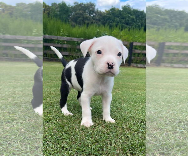 Medium Photo #2 Mutt Puppy For Sale in Holly Springs, NC, USA