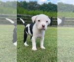 Small #1 Mutt