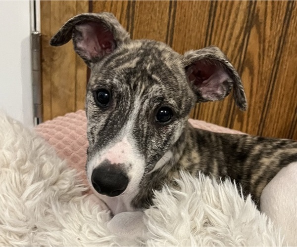 Medium Photo #6 Whippet Puppy For Sale in SOUTH SIOUX CITY, NE, USA