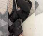 Small #2 Labrador Retriever Mix