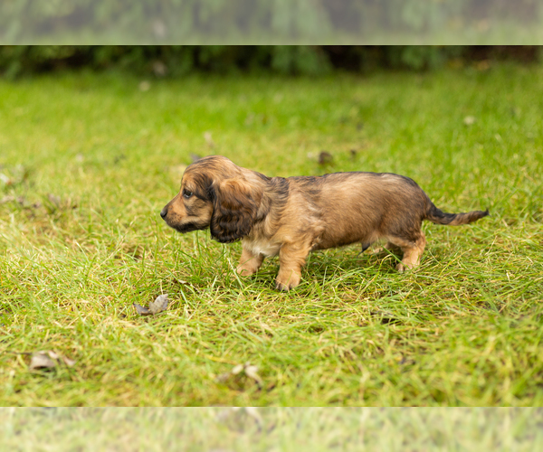 Medium Photo #4 Dachshund Puppy For Sale in MILFORD, IN, USA