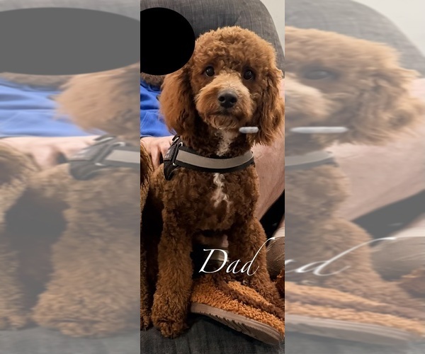 Medium Photo #1 Goldendoodle (Miniature) Puppy For Sale in HAMILTON, AL, USA