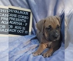Small Photo #4 Cane Corso Puppy For Sale in MINERAL WELLS, WV, USA