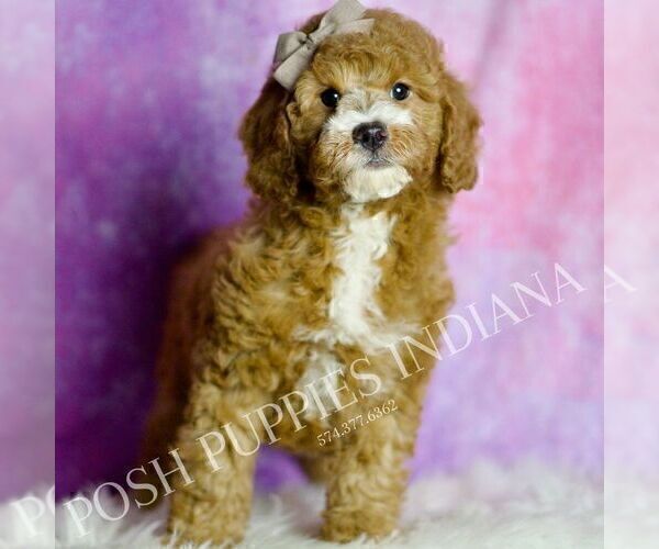 Medium Photo #62 Goldendoodle (Miniature) Puppy For Sale in WARSAW, IN, USA