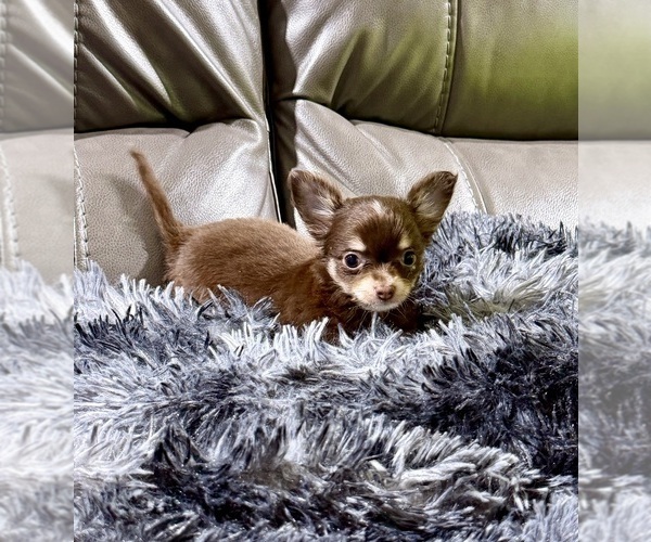 Medium Photo #5 Chihuahua Puppy For Sale in BELTON, MO, USA