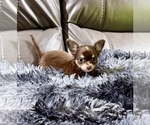 Small #4 Chihuahua