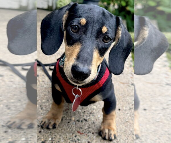 Medium Photo #1 Dachshund Puppy For Sale in St. Louis Park, MN, USA