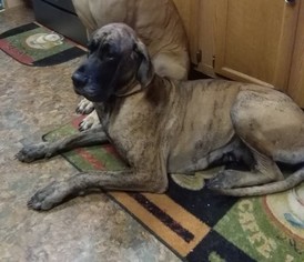 Mother of the Great Dane puppies born on 07/04/2017