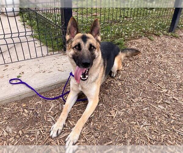 Medium Photo #1 German Shepherd Dog Puppy For Sale in Orange, CA, USA