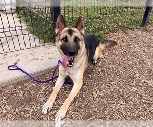 German Shepherd Dog Dogs for adoption in Orange, CA, USA