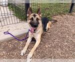 Small German Shepherd Dog