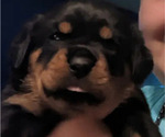 Small Photo #6 Rottweiler Puppy For Sale in DELAND, FL, USA