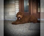 Small Photo #1 Poodle (Standard) Puppy For Sale in WOLCOTT, IN, USA