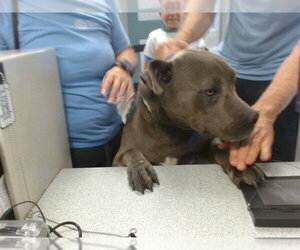 American Bulldog-Unknown Mix Dogs for adoption in Oklahoma City, OK, USA