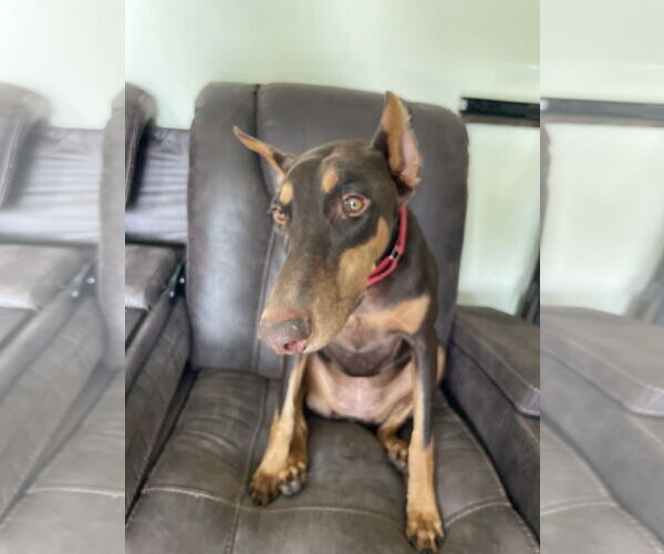 Medium Photo #9 Doberman Pinscher Puppy For Sale in Buffalo, MN, USA