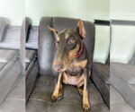 Small #8 Doberman Pinscher