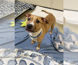 Mutt Dogs for adoption in Fort Wayne, IN, USA
