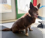 Small German Shepherd Dog Mix