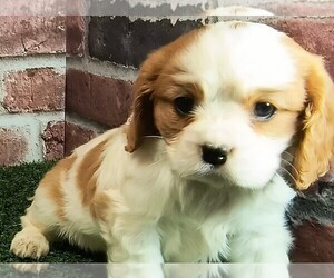 Cavalier King Charles Spaniel Puppy for sale in CLARK, MO, USA