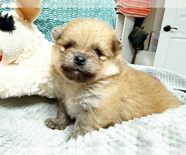 Medium Photo #1 Pomeranian Puppy For Sale in DAWSONVILLE, GA, USA