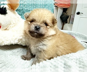 Pomeranian Puppy for sale in DAWSONVILLE, GA, USA