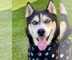 Small Siberian Husky