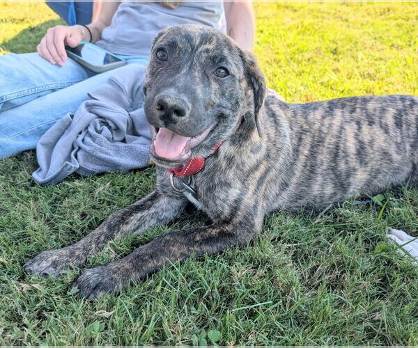 Medium Photo #4 Black Mouth Cur-Labrador Retriever Mix Puppy For Sale in Chester, VA, USA