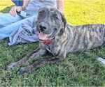 Small #3 Black Mouth Cur-Labrador Retriever Mix