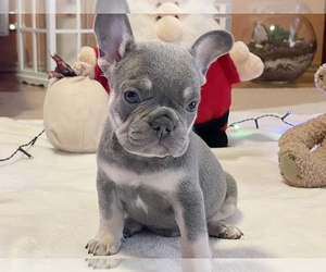 French Bulldog Puppy for sale in BOSTON, MA, USA