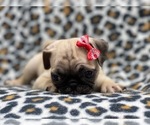 Small Photo #5 Pug Puppy For Sale in LAKELAND, FL, USA