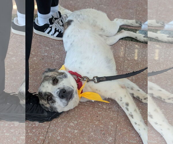 Medium Photo #2 Great Pyrenees-Unknown Mix Puppy For Sale in Brooklyn Center, MN, USA