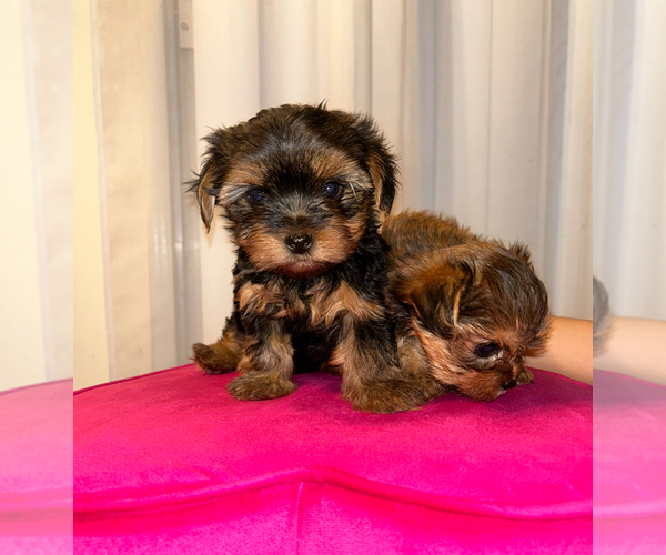 Medium Photo #8 Yorkshire Terrier Puppy For Sale in REDLANDS, CA, USA