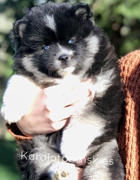 Medium Photo #1 Pomsky Puppy For Sale in GRASS VALLEY, CA, USA