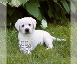 Small #2 Labrador Retriever