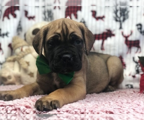 Medium Photo #1 Cane Corso Puppy For Sale in CLAY, PA, USA