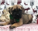 Small Photo #1 Cane Corso Puppy For Sale in CLAY, PA, USA
