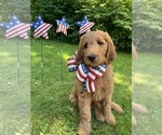 Puppy 2 Goldendoodle