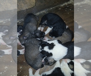 Siberian Husky Puppy for sale in LONG EDDY, NY, USA