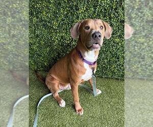 Labrador Retriever Dogs for adoption in Naples, FL, USA