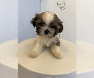 Shih Tzu Dogs for adoption in Studio City, CA, USA