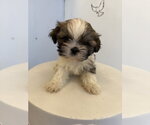 Small Shih Tzu