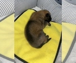 Small Photo #259 Belgian Malinois Puppy For Sale in REESEVILLE, WI, USA