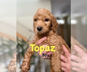 Goldendoodle Puppy for sale in GRESHAM, OR, USA