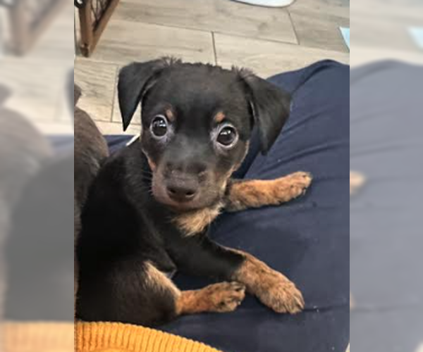 Medium Photo #1 Mutt Puppy For Sale in Plainfield, IL, USA