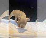 Small #1 American Bully