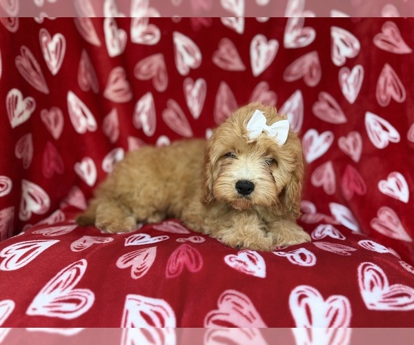 Medium Photo #3 Goldendoodle (Miniature) Puppy For Sale in LAKELAND, FL, USA
