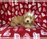 Small #2 Goldendoodle (Miniature)