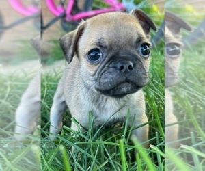 Buggs Puppy for sale in LONGMONT, CO, USA