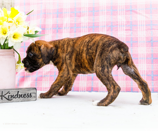 Medium Photo #89 Boxer Puppy For Sale in WAKARUSA, IN, USA